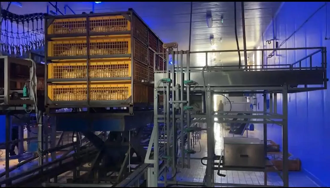 Container transport păsări EGEA — abator